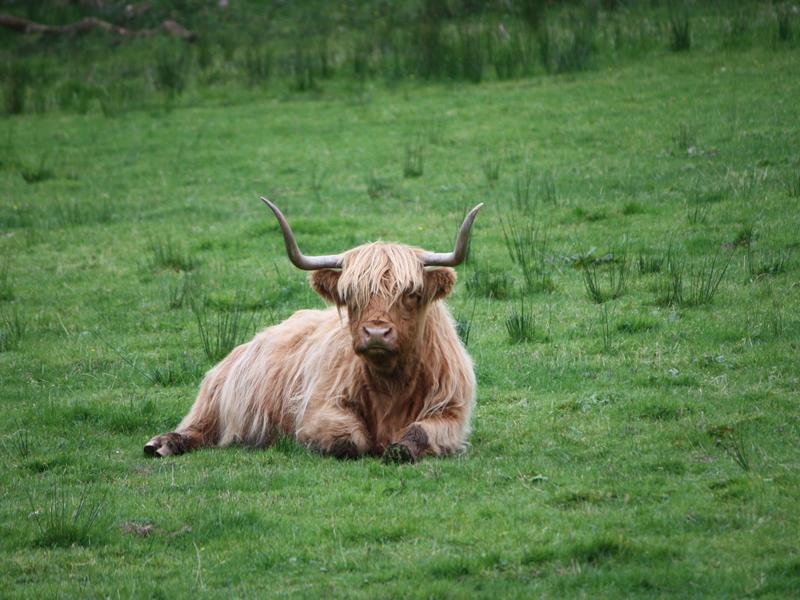 A highland cow laying down on grass